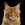 TheGinger007